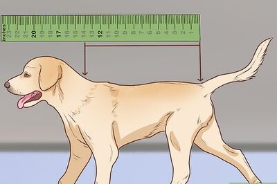 How to Measure a Dog for Clothes
