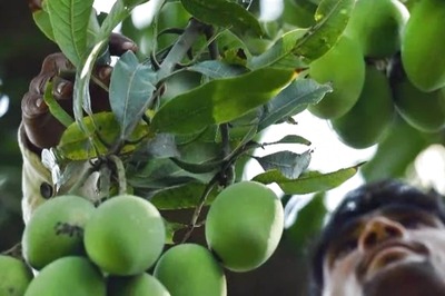Mangoes in Mail: Good News for 'Aam Aadmi', Karnataka Govt to Sell King of Fruits Online from Today