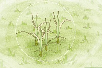 How to Get Rid of Nutgrass