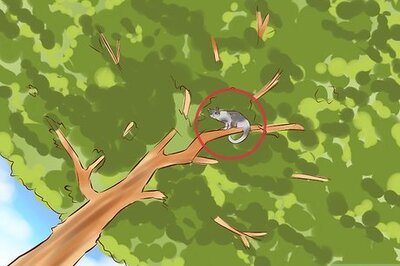 How to Get a Cat out of a Tree
