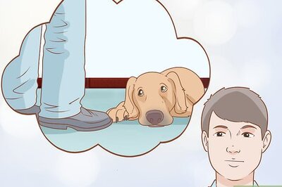 How to Tell if Your Dog Is Depressed
