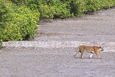 Exclusive: How India is managing its tiger reserves