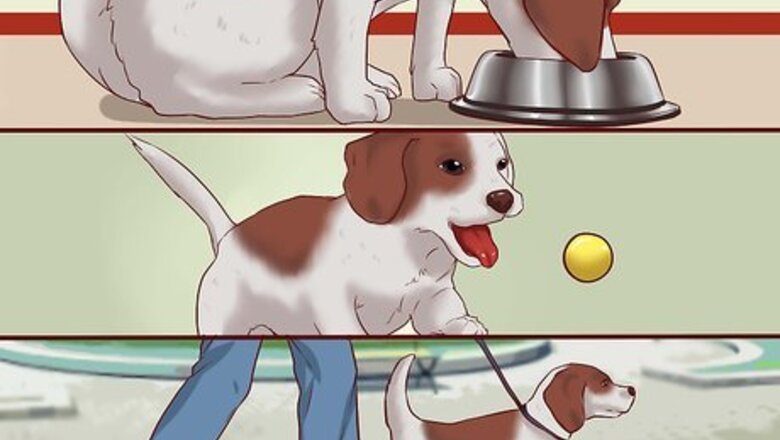 How to Train Puppies