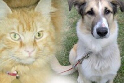 An old-age home for cats and dogs