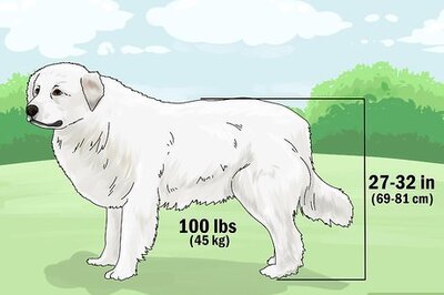 How to Identify a Great Pyrenees