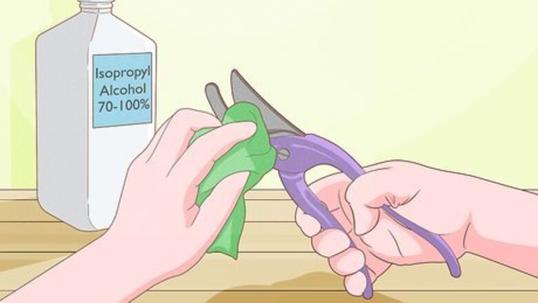 How to Trim Lucky Bamboo Plants