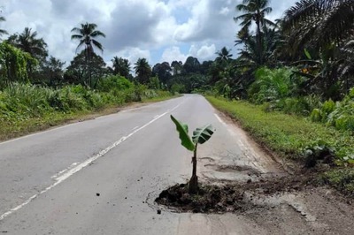 Fed Up With Delay, Man Plants Banana Tree In Pothole To Get Officials' Attention