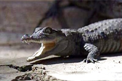 Zimbabwe man fistfights crocodile to save child