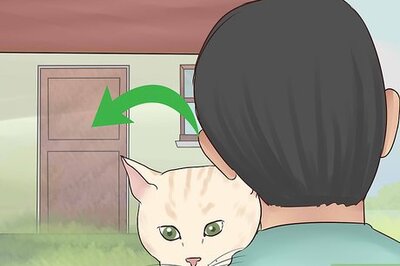 How to Take Care of Pets During a Hurricane