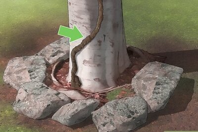 How to Kill Termites in a Tree