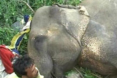 Elephant gone berserk in Jaipur dies in rescue efforts