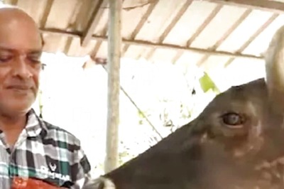 Meet Suprabha, The 37-Year Old Cow That Gorges On Sweets And Halwa Instead Of Grass