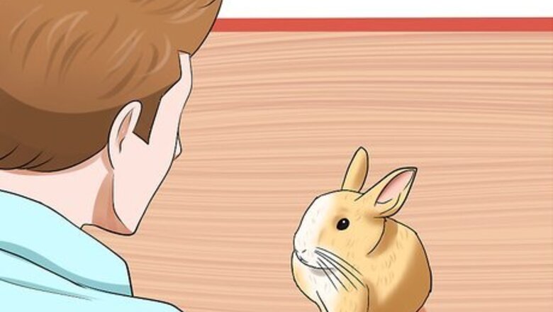 How to Diagnose Wry Neck in Rabbits