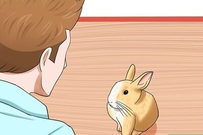 How to Diagnose Wry Neck in Rabbits