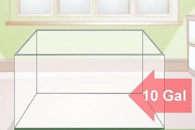 How to Care for Salamanders