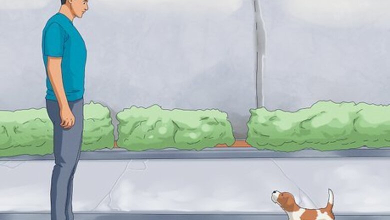 How to Stay Safe when a Dog Approaches You