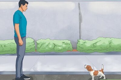 How to Stay Safe when a Dog Approaches You