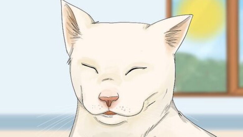 Do Cats Kiss? 10 Ways They Show You Affection