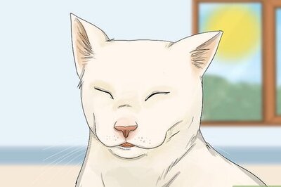 Do Cats Kiss? 10 Ways They Show You Affection