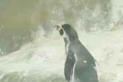 WATCH: Three Penguins Born in Mumbai's Byculla Zoo This Holiday Season