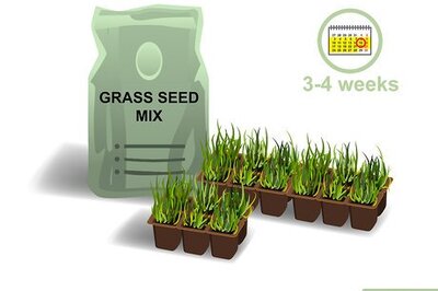 How to Grow Centipede Grass