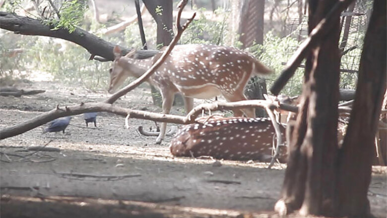 Speeding truck mows down two spotted deer on Balaghat-Seoni road