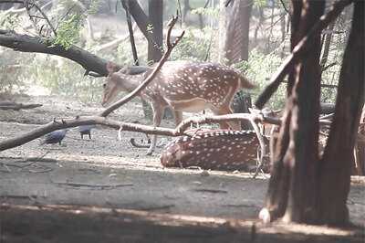 Speeding truck mows down two spotted deer on Balaghat-Seoni road