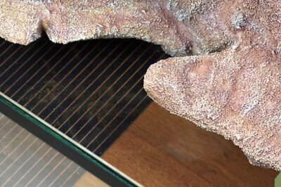 How to Take Care of a Leopard Gecko That Won't Eat