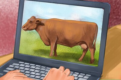 How to Identify Red Poll Cattle