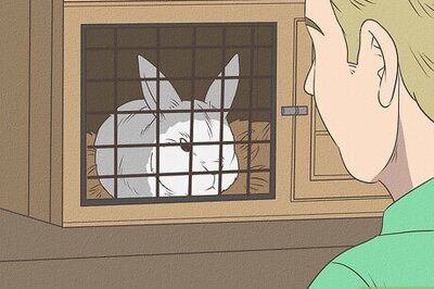 How to Earn Your Rabbit's Trust