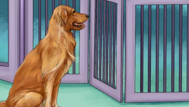 How to Deal with House Soiling in Older Dogs
