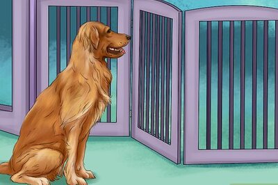 How to Deal with House Soiling in Older Dogs