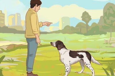 How to Build a Dog's Confidence