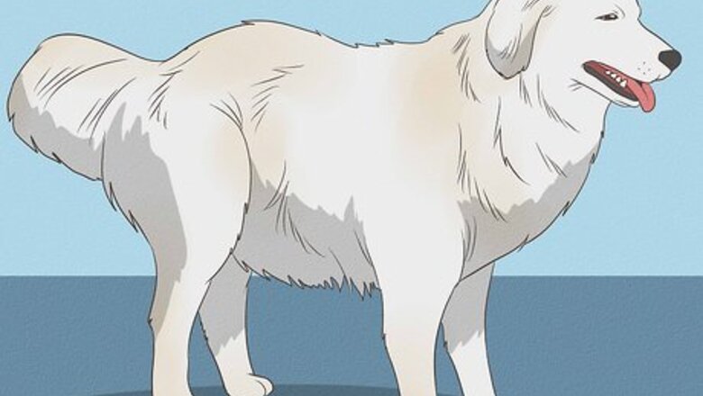 How to Identify a Maremma Sheepdog