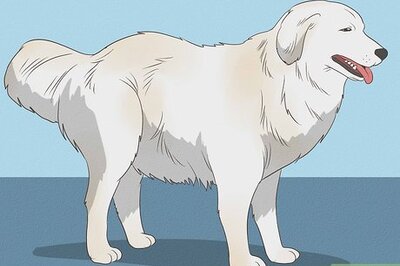 How to Identify a Maremma Sheepdog
