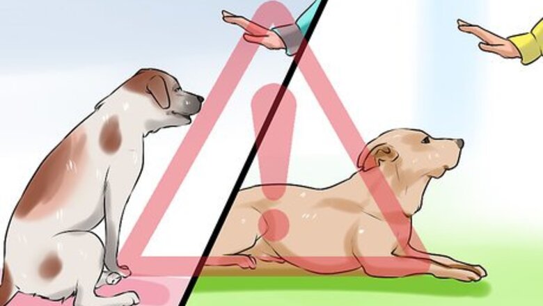 How to Modify Tricks Based on an Old Dog's Physical Limitations