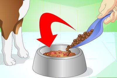 How to Get Your Dog to Eat the Dog Food It Does Not Like