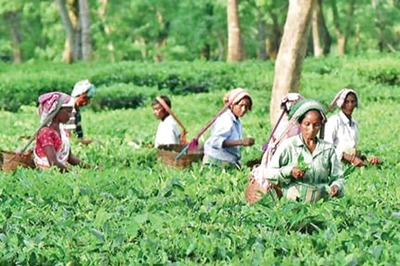 Assam Tea Garden Union Plans Sept Protests Including 'Massive Human Chain' for Fulfillment of Demands