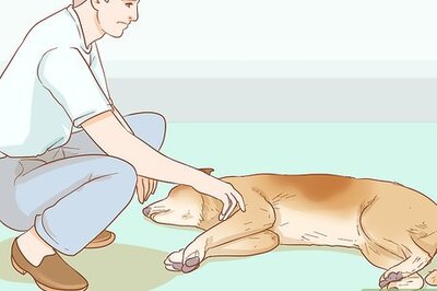 How to Help Your Dog When They're Having a Stroke