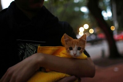 No Tax For Keeping Pets in Urban Areas, Says Punjab Govt