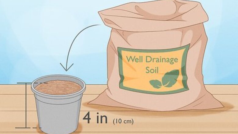 How to Propagate Peperomia