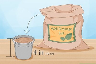 How to Propagate Peperomia