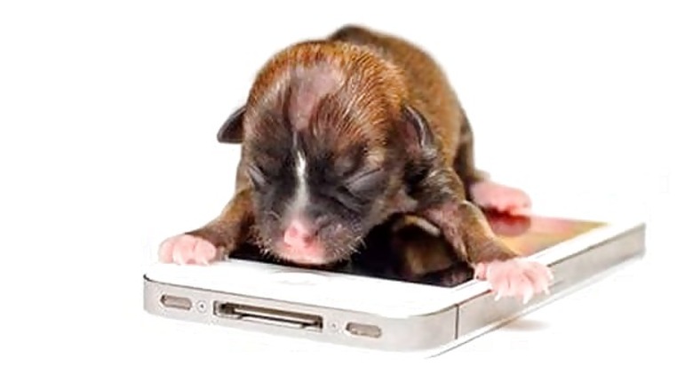 Tiny puppy Beyonce as small as an iPhone