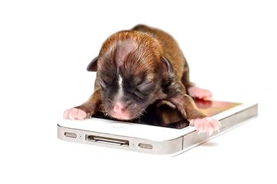 Tiny puppy Beyonce as small as an iPhone