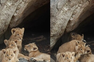 Video Of Four Cubs Walking Out Of Their Den And Playing Is Too Adorable To Miss