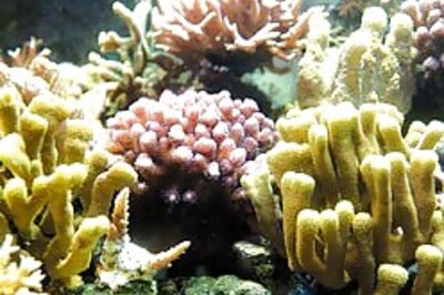 Fossil fuels are a threat to ocean life