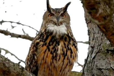 New York City’s Celebrity Owl Flaco Is No More
