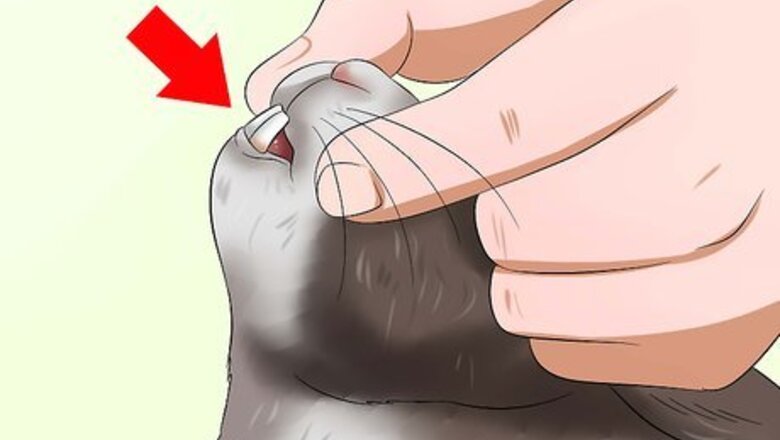 How to Diagnose Dental Problems in Rabbits