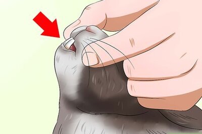 How to Diagnose Dental Problems in Rabbits