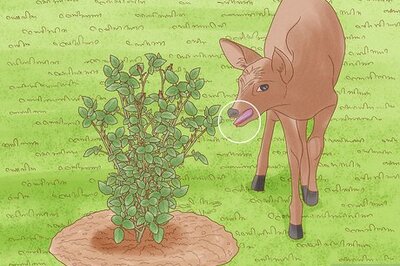 Why Do Roses Have Thorns? Hint: They’re Not Just for Show